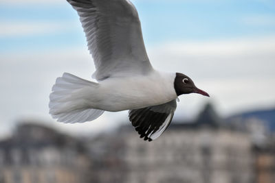 Close-up of seagull flying