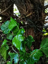 Close-up of plant growing on tree
