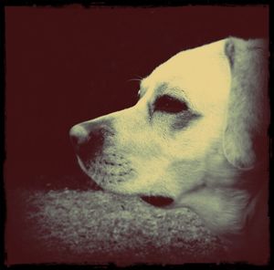 Close-up of dog