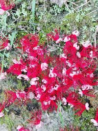 Close-up of red flowers