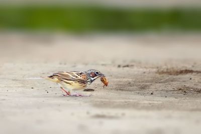 Close-up of bird eating