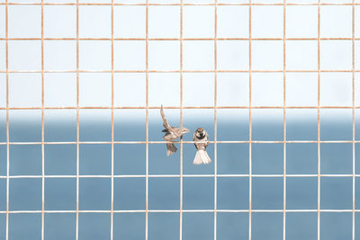 Minimalistic shot of two birds standing on a steel wire mesh.