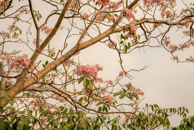 Low angle view of flowering tree against sky