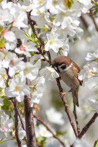 Closeup of sparrow on cherry blossom tree