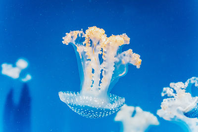 Close-up of jellyfish swimming in sea