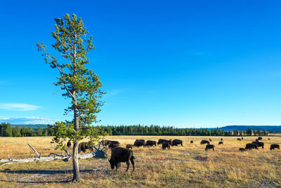 Animal grazing on field against clear blue sky