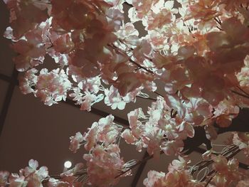 Low angle view of cherry blossom