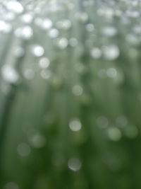 Close-up of wet plants