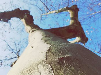 Close-up of tree against sky