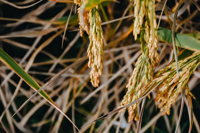 Close-up of wheat growing on field