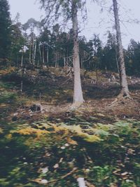 Trees growing on field against sky