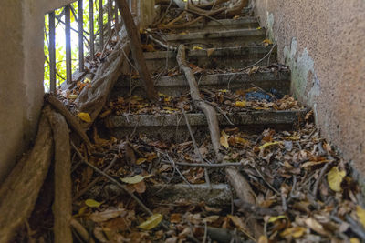 Damaged tree roots