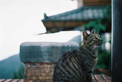 Close-up of cat sitting outdoors