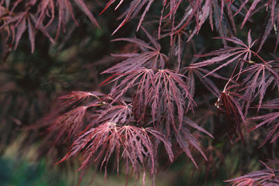 Close-up of wilted plant