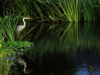 Gray heron at riverbank