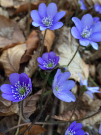 Close-up of purple flowers