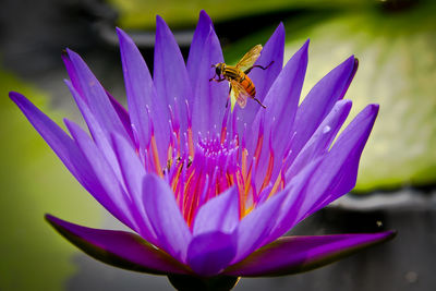 Close-up of bumblebee on purple flower