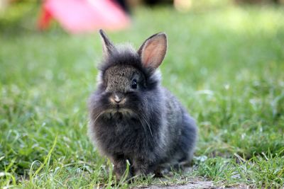 Close-up of a baby rabbit on field