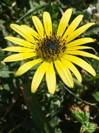 Close-up of yellow flower
