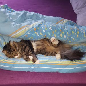 Cat sleeping on bed