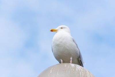 Low angle view of seagull perching against sky