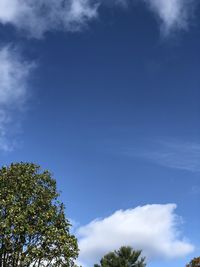 Low angle view of trees against blue sky