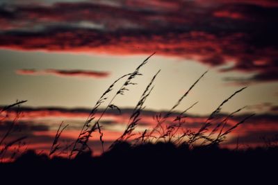 Silhouette of trees at sunset