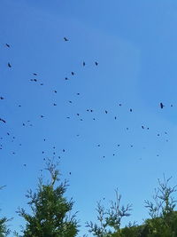 Low angle view of birds flying in the sky