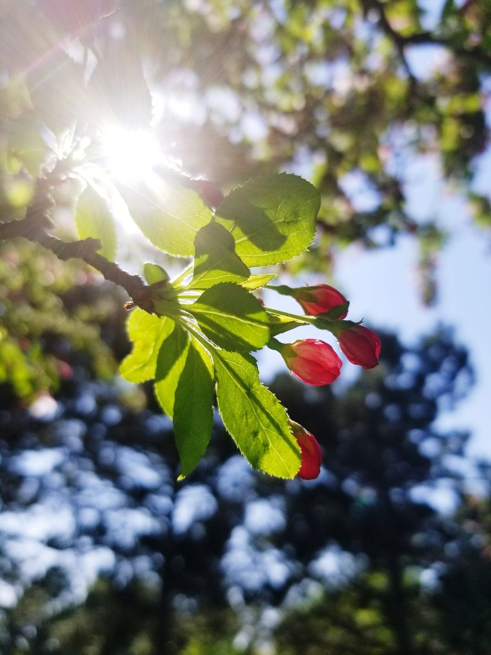 LOW ANGLE VIEW OF FLOWERING PLANT AGAINST TREE