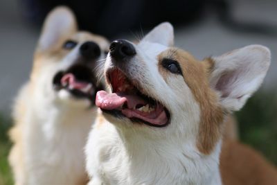 Close-up of dog sticking out tongue