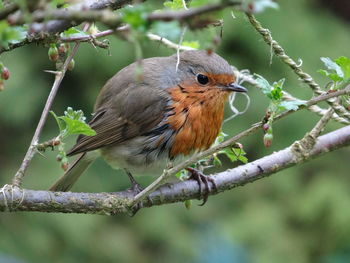 Close-up of bird perching on branch