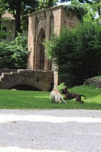 Dog against built structure