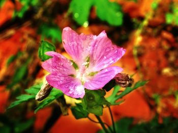 Close-up of wet purple flowering plant