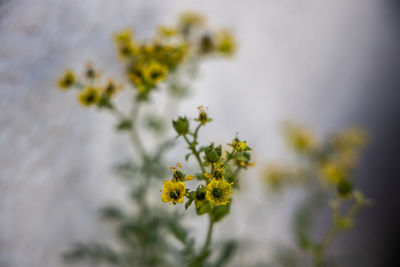 Close-up of yellow flowering plant