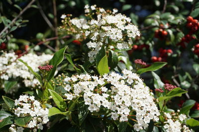 Close-up of white flowering plant