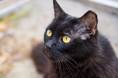 Close-up of black cat