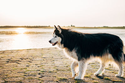 Side view of a dog on the beach