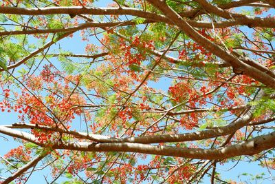 Low angle view of tree in autumn