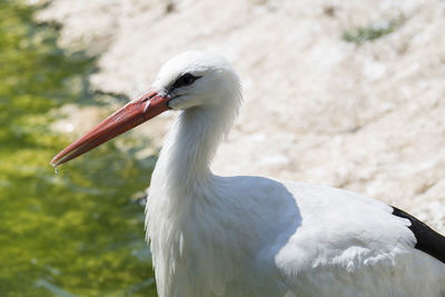 Close-up of bird