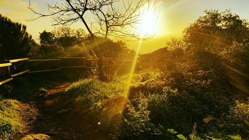 Sun shining through trees