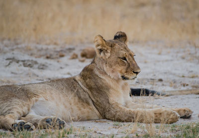 Close-up of lioness on field