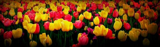 multi colored, colorful, full frame, abundance, variation, backgrounds, large group of objects, red, close-up, yellow, in a row, indoors, choice, vibrant color, flower, no people, pattern, hanging, tulip, decoration