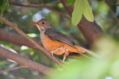Close-up of bird perching on tree