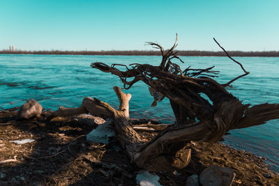 Close-up of dead tree by sea against clear sky