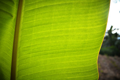 Close-up of green leaves on plant