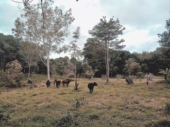 Horses on field against sky