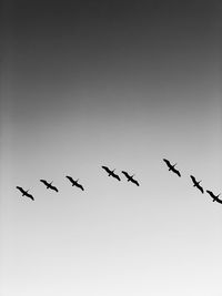 Low angle view of birds flying in sky