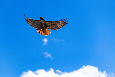 Hawk flies alone against a blue sky. 