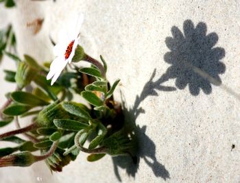 Close-up of plant