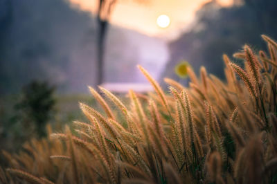 Close-up of plants growing on field